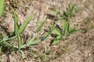 <i>Lathyrus latifolius</i>