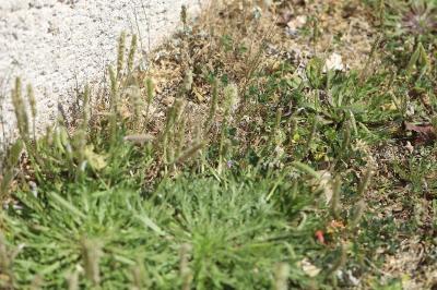 <i>Plantago coronopus</i>