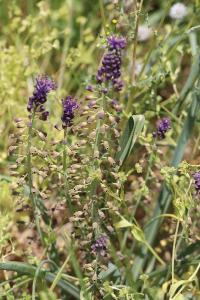 <i>Muscari comosum</i>
