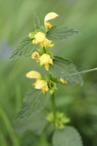 <i>Lamium galeobdolon</i>