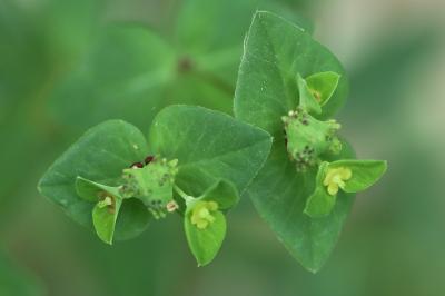 <i>Euphorbia dulcis</i>