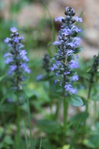 <i>Ajuga reptans</i>