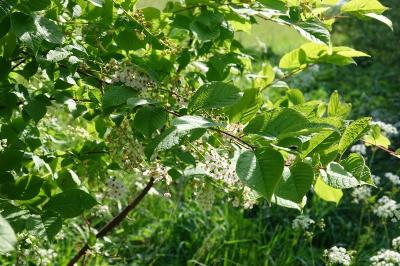 <i>Prunus padus</i>