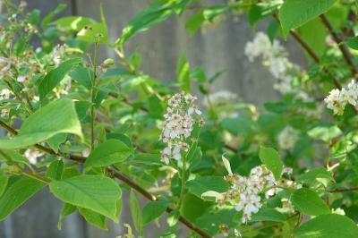 <i>Prunus padus</i>