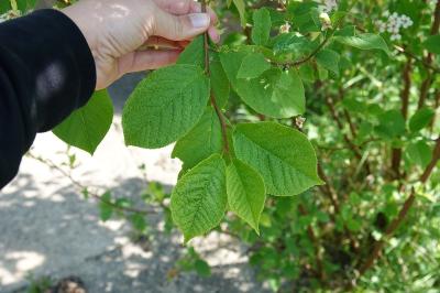 <i>Prunus padus</i>