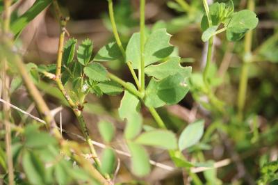 <i>Lotus corniculatus</i>