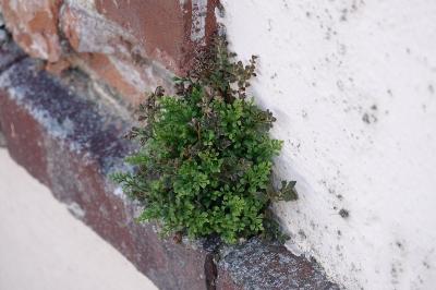 <i>Asplenium ruta-muraria</i>