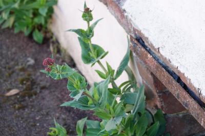 <i>Centranthus ruber</i>