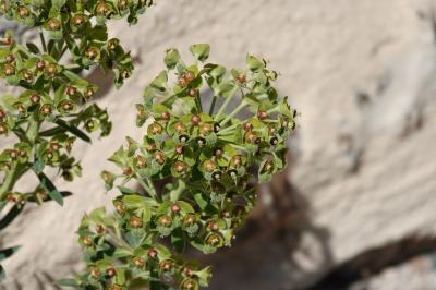 <i>Euphorbia characias</i>