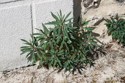 <i>Euphorbia characias</i>