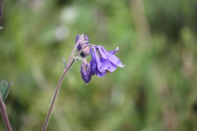 Ancolie vulgaire