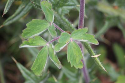 Ancolie vulgaire