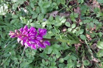 Orchis mâle