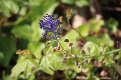 Muscari à toupet