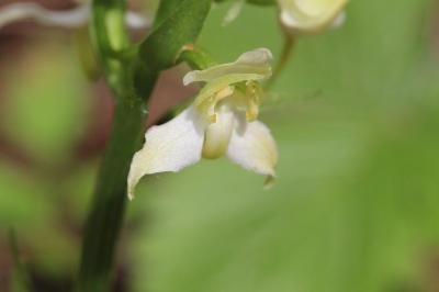 Orchis verdâtre