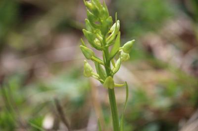 Orchis verdâtre