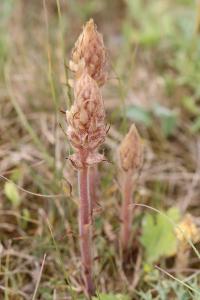 Orobanche violette