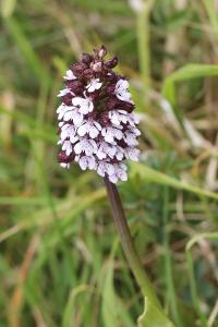 Orchis pourpre
