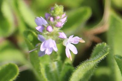 Véronique officinale
