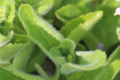 Véronique officinale