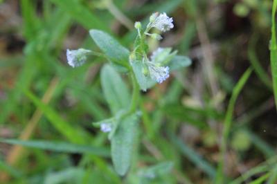Myosotis des champs