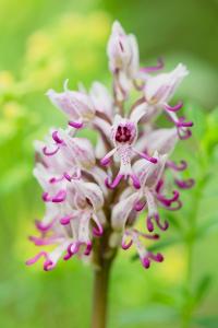 Orchis singe