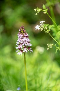 Orchis pourpre