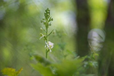Orchis verdâtre