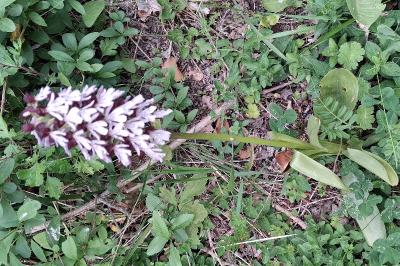 Orchis pourpre