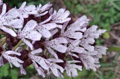 Orchis pourpre