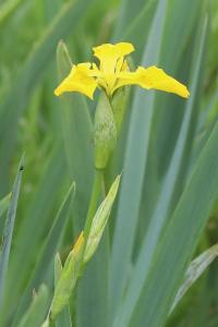 Iris faux acore