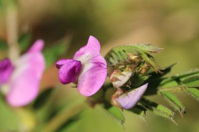 Vesce cultivée