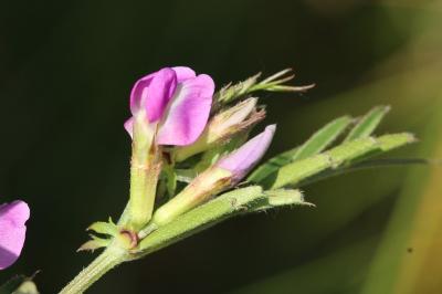 Vesce cultivée