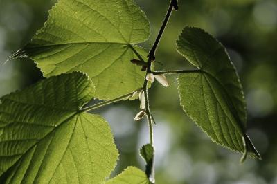 Tilleul à grandes feuilles