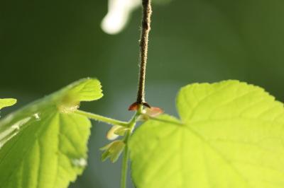 Tilleul à grandes feuilles