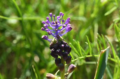 Muscari à toupet