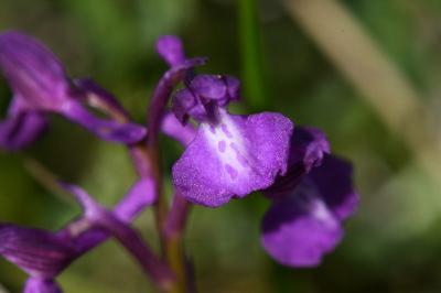 Orchis bouffon