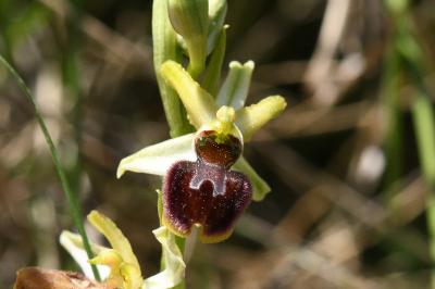 Ophrys araignée