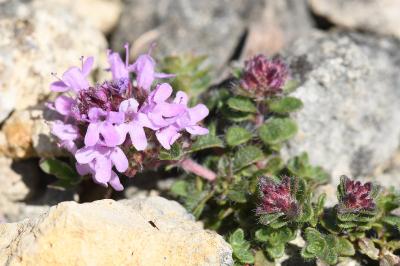 <i>Thymus praecox</i>