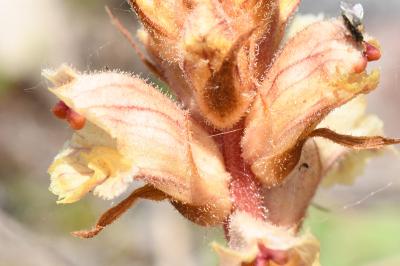 Orobanche du thym