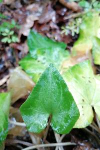 Cyclamen à feuilles de lierre