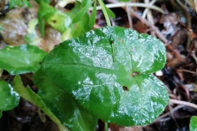 Cyclamen à feuilles de lierre