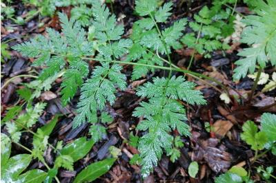 Cerfeuil cultivé