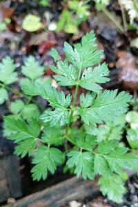 Cerfeuil cultivé