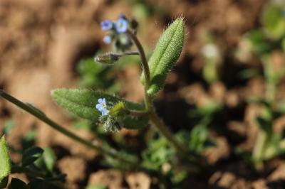 Myosotis rameux