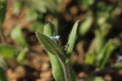 Myosotis rameux