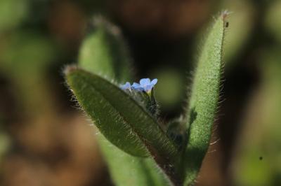 Myosotis rameux