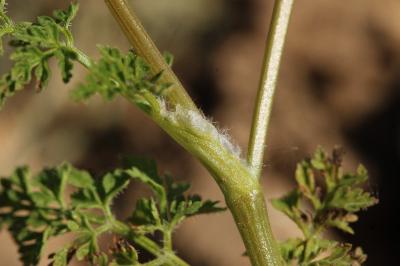 Cerfeuil vulgaire à fruits glabres