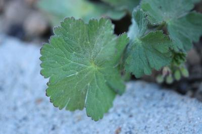 Géranium à feuilles molles