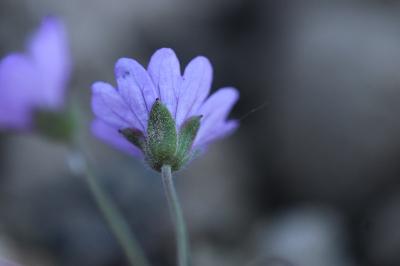 Géranium à feuilles molles